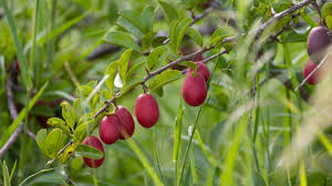 Pygeum Africanum